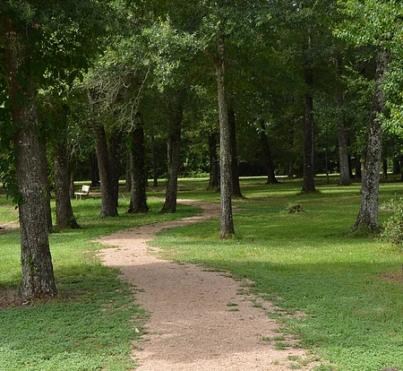 Path through trees